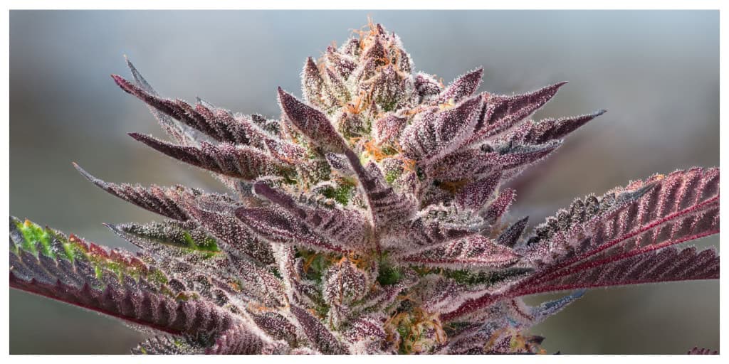 View of a purple cannabis plant against a green background
