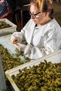 female-s-worker-in-gloves-trimming-with-scissors-m-2023-11-27-05-35-23-utc-1-200x300 Top Shelf Weed: Quality, Potency, and Aroma