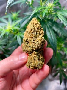 hand-holding-large-medical-marijuana-flower-bud-ag-2025-01-09-00-34-51-utc-1-225x300 Top Shelf Weed: Quality, Potency, and Aroma