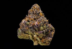 piece-of-moss-on-a-black-background-2023-11-27-05-35-50-utc-1-300x202 The Most Popular Purple Weed Strains You Need to Try