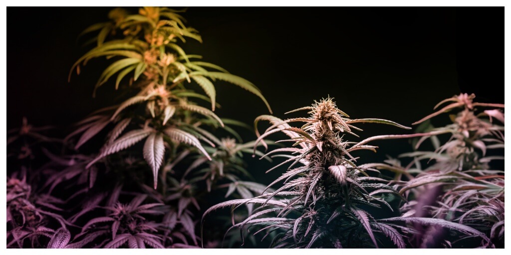 Cannabis plants forming flower buds grown under Purple Uv light against black background