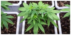 Cannabis plant in a white pot