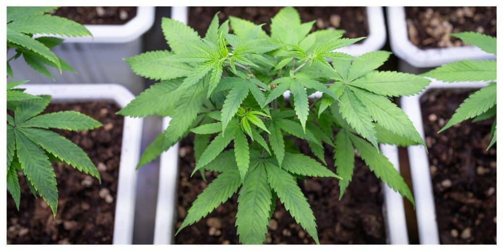 Cannabis plant in a white pot