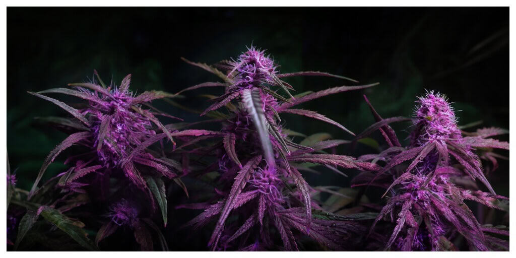 Three Flowering Purple Marijuana plants forming flower buds against dark background