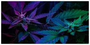 two cannabis plants growing in the dark with green and purple neon lights