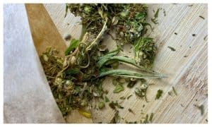 MixCollage-19-Jul-2025-04-22-PM-6930-1-300x180 How to Tell If Your Cannabis Plant Is Male