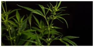 male cannabis plant in fornt of a black background