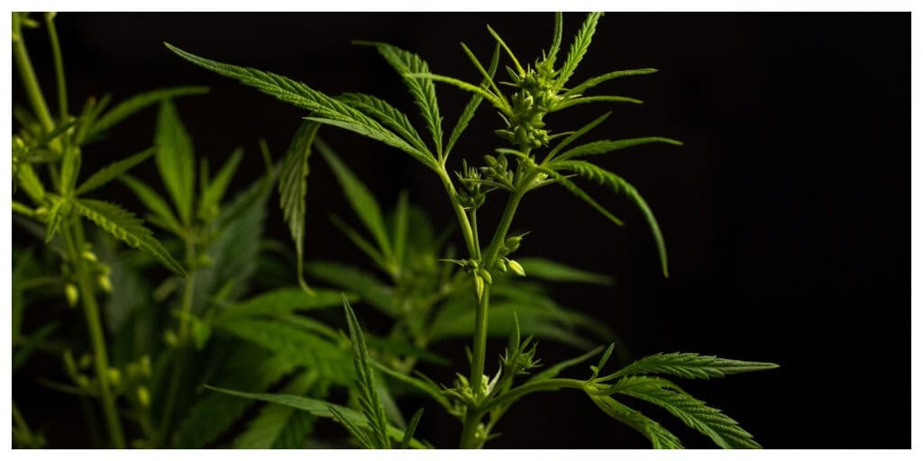male cannabis plant in fornt of a black background