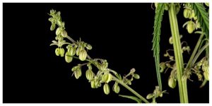 MixCollage-19-Jul-2025-11-37-AM-5759-5-300x150 How to Tell If Your Cannabis Plant Is Male