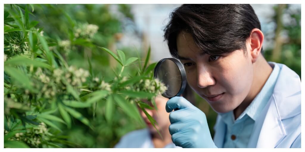 Scientist examining cannabis buds with a magnifying glass in a greenhouse