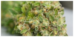 closeup of dry cannabis on a white surface