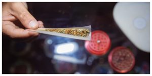 Close up of a joint of marijuana opened while rolling. Grinder open in the background.