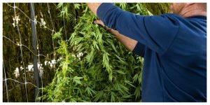 MixCollage-14-Oct-2025-11-53-AM-8927-1-300x150 Harvesting Cannabis: The Complete Red Eye Monkey Guide