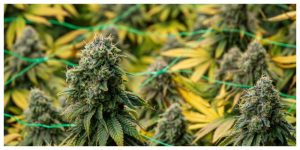 Flowers from an indoor cannabis grow near harvest season, leaves yellowing