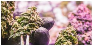 MixCollage-18-Sep-2025-01-58-PM-6273-1-300x150 Harvesting Cannabis: The Complete Red Eye Monkey Guide