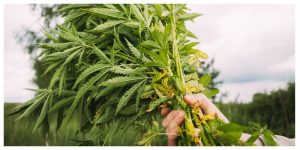 MixCollage-18-Sep-2025-02-33-PM-6428-1-300x150 Harvesting Cannabis: The Complete Red Eye Monkey Guide