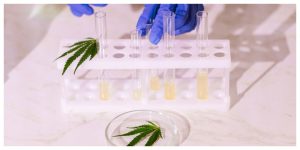 blog_cannabis_lab_research_red_eye_monkey-1-300x150 Is Delta 8 Legal in Europe? (2025 Update)