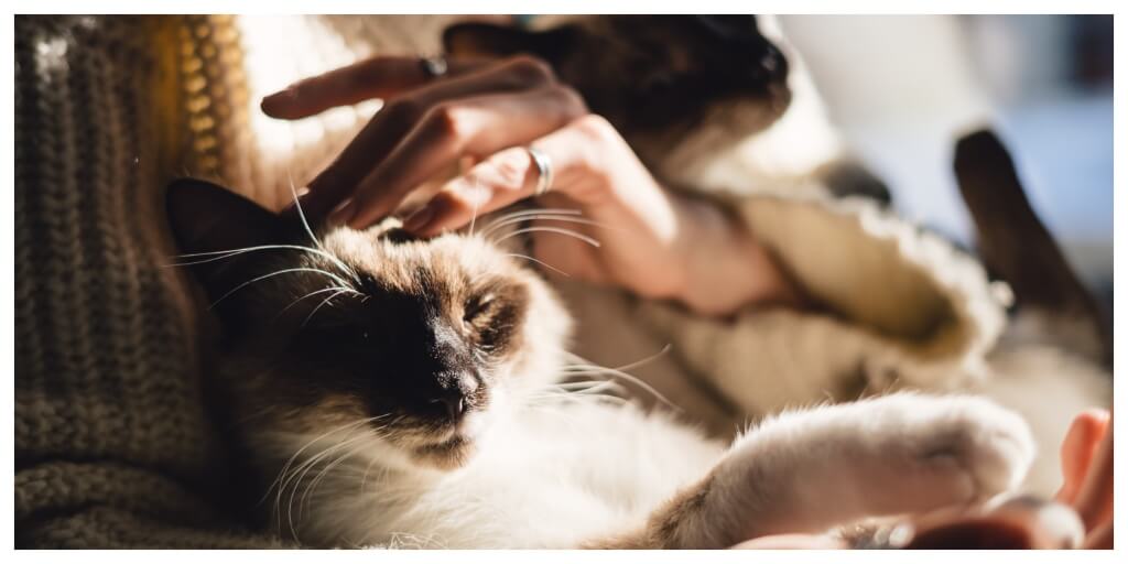 woman petting a cat, enjoying the benefits fo cbd for cats