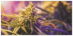indoor vs outdoor cannabis buds, indoor cannabis bud under violet and yellow light