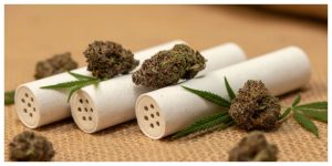 girl preparing a joint using activated carbon filters for smoking on a surface with cannabis buds