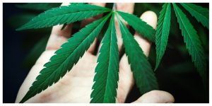 MixCollage-02-Mar-2026-01-10-PM-4464-1-300x150 Indica vs Sativa vs Hybrid: Strain Types Explained