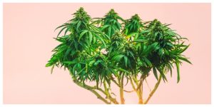 MixCollage-02-Mar-2026-01-13-PM-5533-1-300x150 Indica vs Sativa vs Hybrid: Strain Types Explained