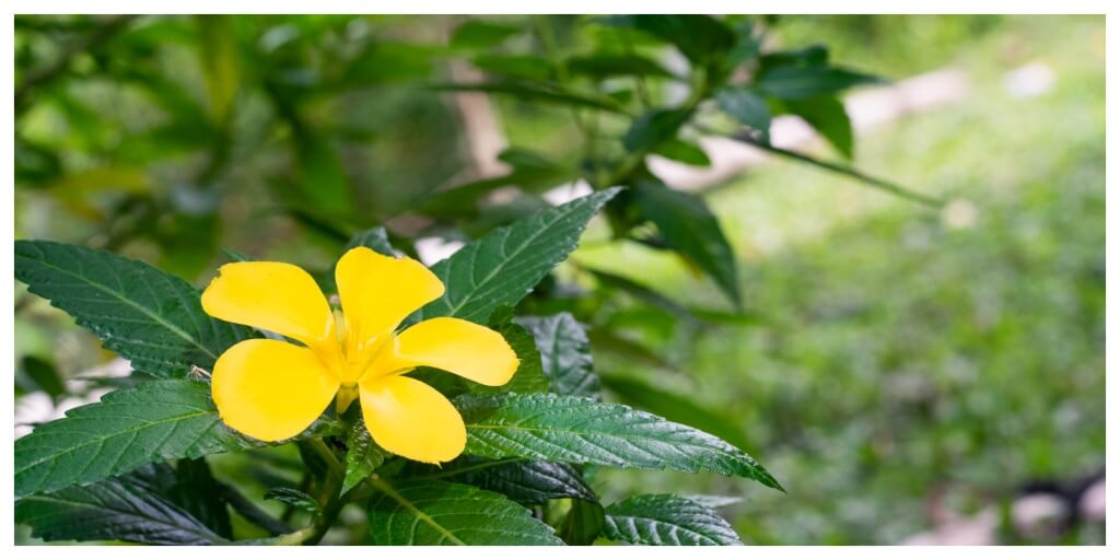 damiana plant with yellow flower and green leaves for smoking damiana