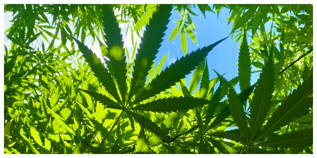 Mold resistant cannabis genetics for wet summers