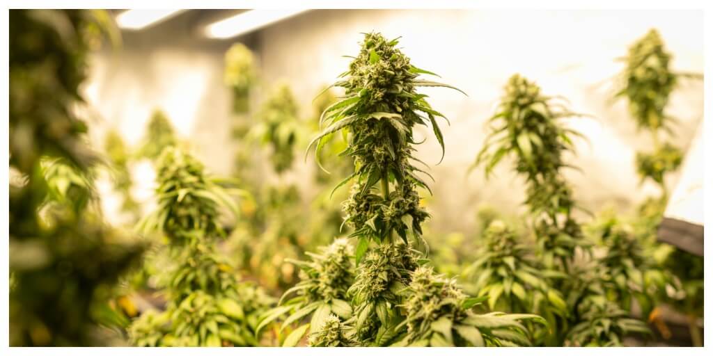cannabis plants indoor