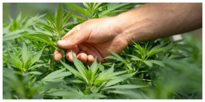 MixCollage-21-May-2026-11-43-AM-4424-1-300x150 How Often Should You Water Cannabis Plants? A Beginner Guide