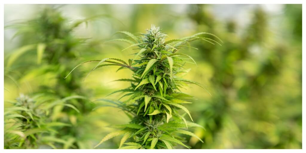 cbg flower cannabis plant