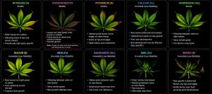 Pokecut_1779198847294-1-300x133 Most Common Cannabis Nutrient Deficiencies and Symptoms Explained
