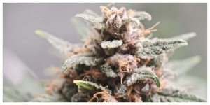 MixCollage-22-May-2026-08-22-AM-6429-1-300x150 What Is Ice Hash? Ice-O-Lator, Bubble Hash, and Cold Extraction Explained